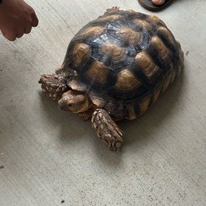 Meet your Posher, Emma